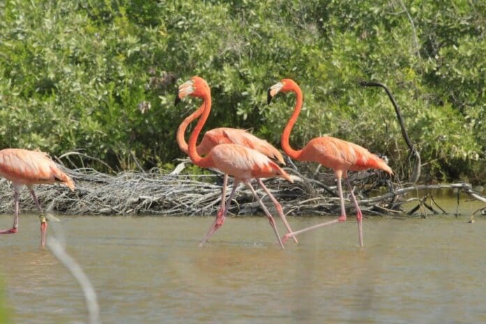Llegan primeros flamencos de la temporada invernal a Cozumel