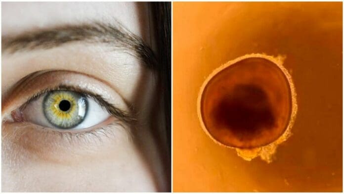 Crean miniojos en laboratorio que podrían ayudar a curar la ceguera