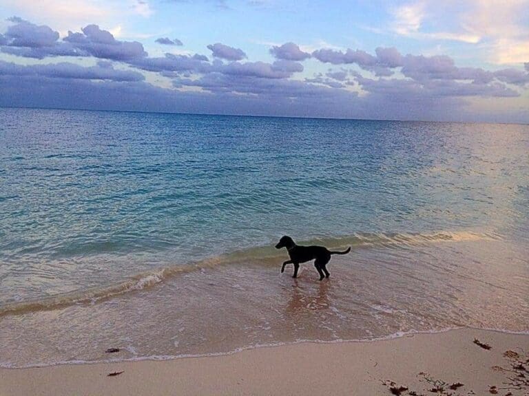 Buenas noticias: podrían autorizar que los perros vayan a la playa en Playa del Carmen