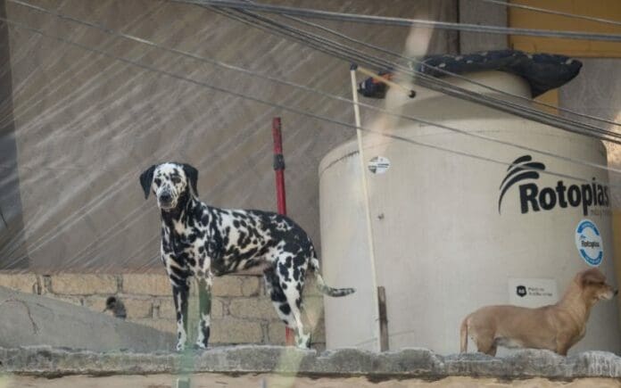 Policías salvan a perrito atado en azotea de morir ahorcado tras resbalarse