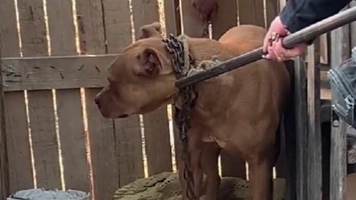 Rescatan a perrito que fue encerrado con candado en una caja de madera