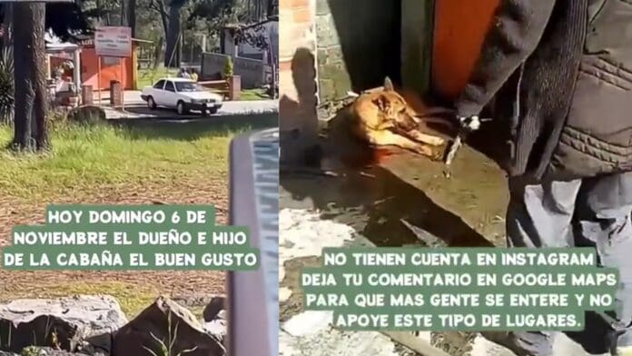 VIDEO: Dueños de restaurante en CDMX golpean a perrito hasta matarlo