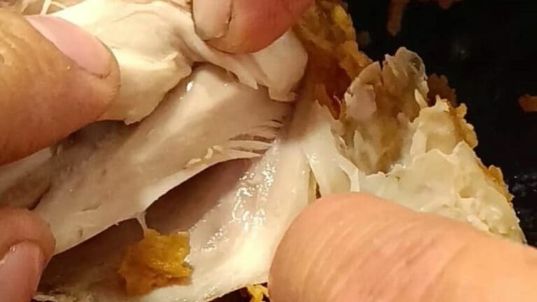 VIDEO: Denuncian venta de pollo frito con 'gusanos' en KFC de Querétaro