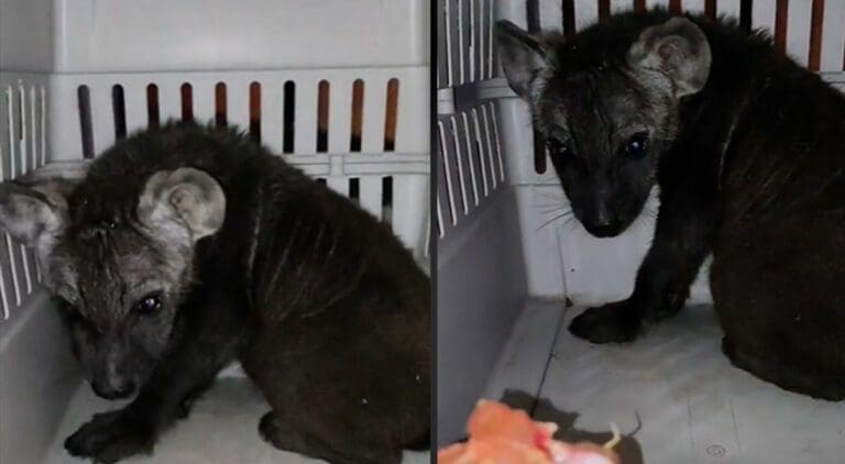 VIDEO: Adopta cachorro de 'pastor belga' y le entregan una hiena