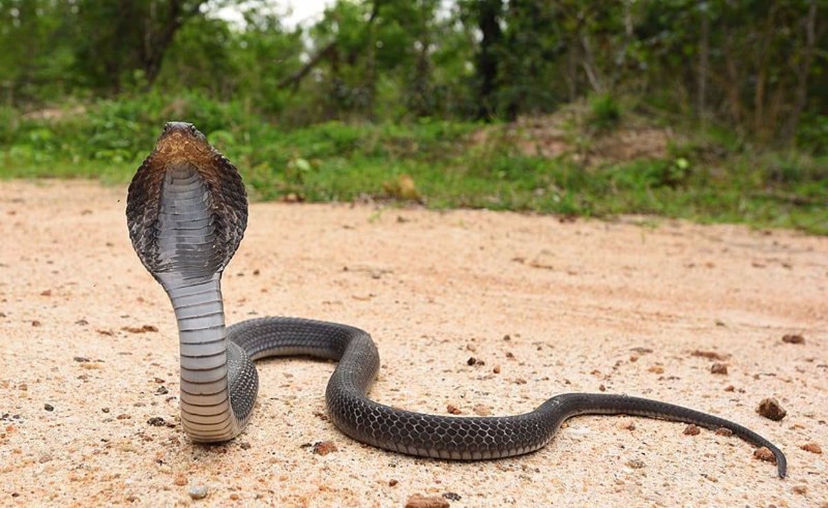 Niño de ocho años mata a una cobra de un mordisco