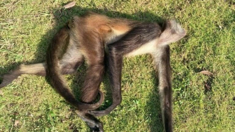 Atropellan a mono araña sobre la carretera a la altura de Puerto Aventuras