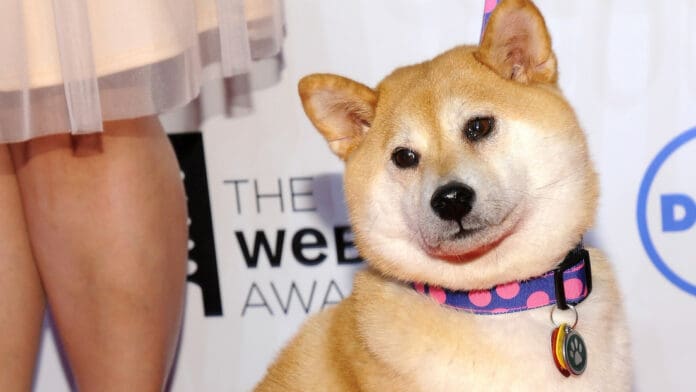 La perrita que inspiró la criptomoneda dogecóin se recupera 