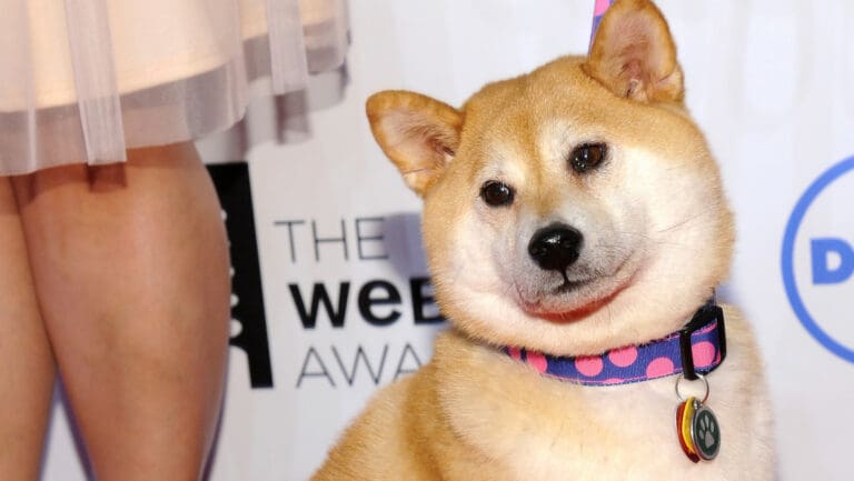 La perrita que inspiró la criptomoneda dogecóin se recupera “milagrosamente”