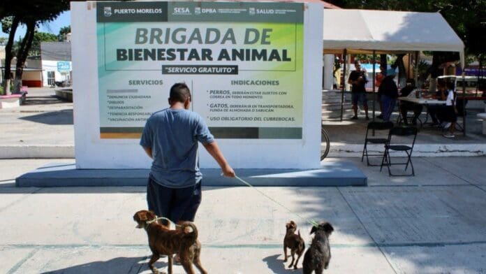 Impulsa el gobierno de Puerto Morelos la cultura del bienestar animal