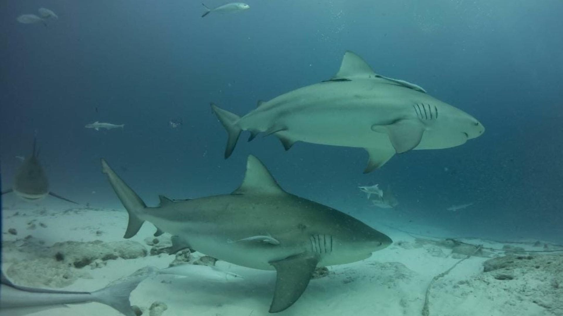 Va muy bien la temporada de tiburón toro en Playa del Carmen; podría cerrar el año al 100%