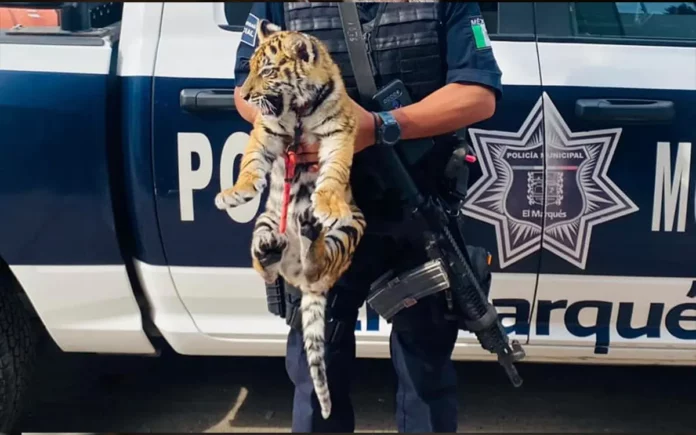Rescatan a tigre cachorro escondido en una cajuela tras revisión vehicular en Querétaro