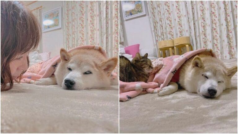 La perrita que inspiró memes y la criptomoneda dogecóin está en un estado de salud "peligroso"