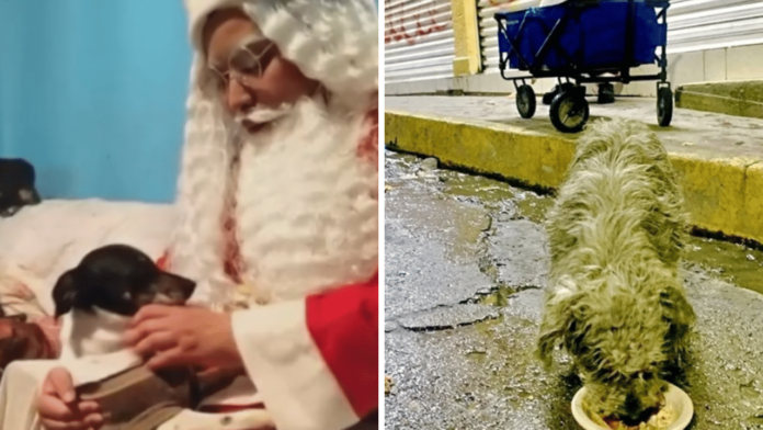 Joven da comida a perritos callejeros en Ecatepec