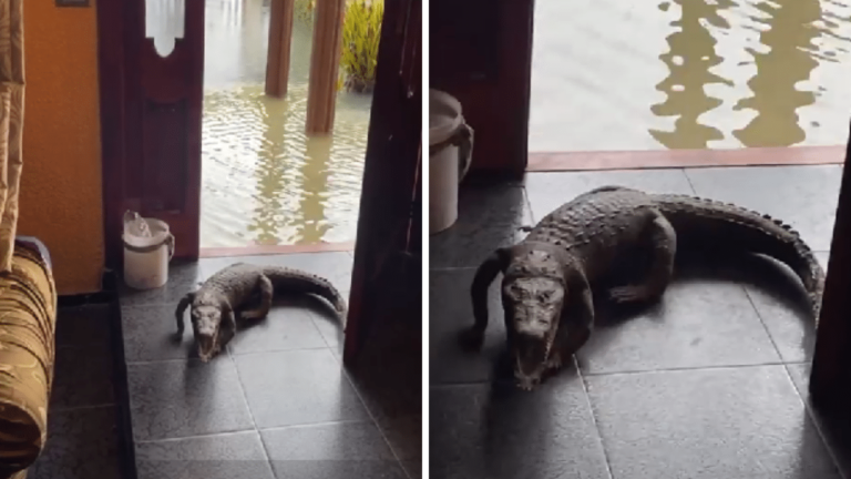 Video: Cocodrilo entra a una casa de Tabasco en época navideña