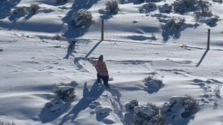 Rescatan a lomito en carretera; pasó una noche con temperaturas bajo cero en EU