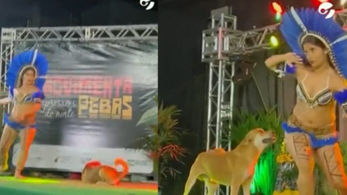 VIDEO: Cachorro se sube al escenario y se roba el show