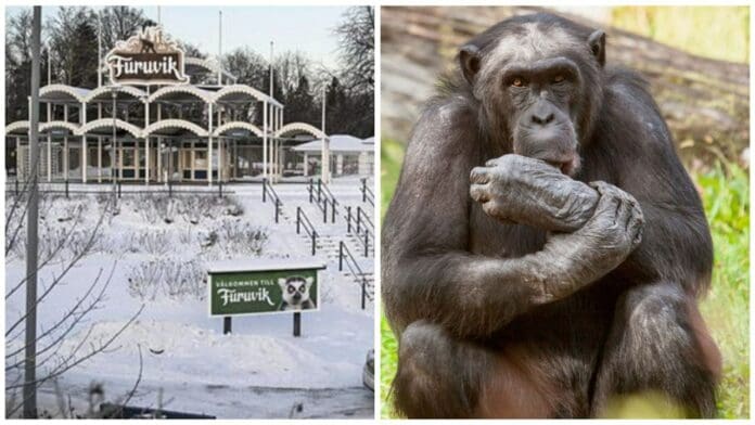 Zoológico de Suecia mata a 3 chimpancés que escaparon de sus instalaciones