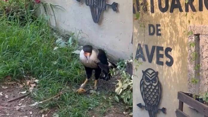 VIDEO: Exhiben maltrato animal en santuario de aves en Tlaxcala