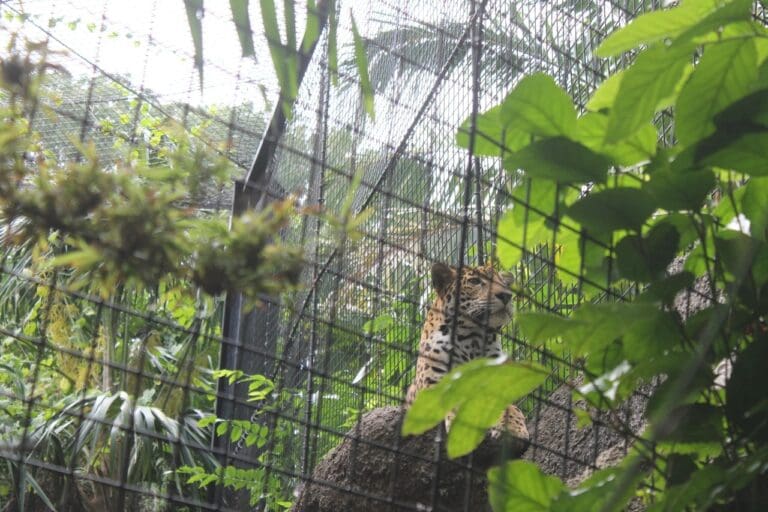 Zoológico Payo Obispo nombra a la jaguar Jade su embajadora del mes