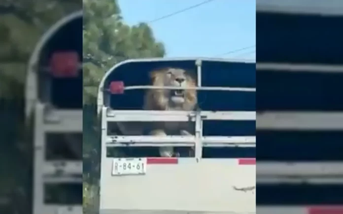 VIDEO Transportan un león en carretera México-Toluca