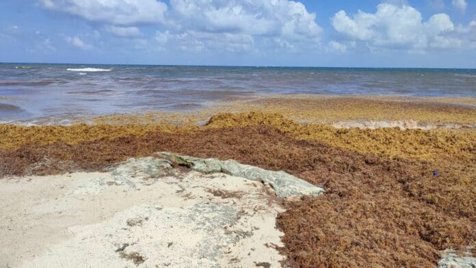 Proponen se construya una barrera oceánica contra el sargazo en Quintana Roo