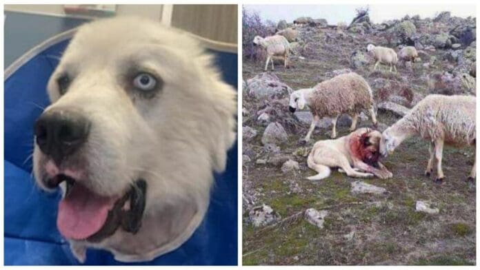 Un heroico perro pastor mata a 8 coyotes mientras protegía a las ovejas