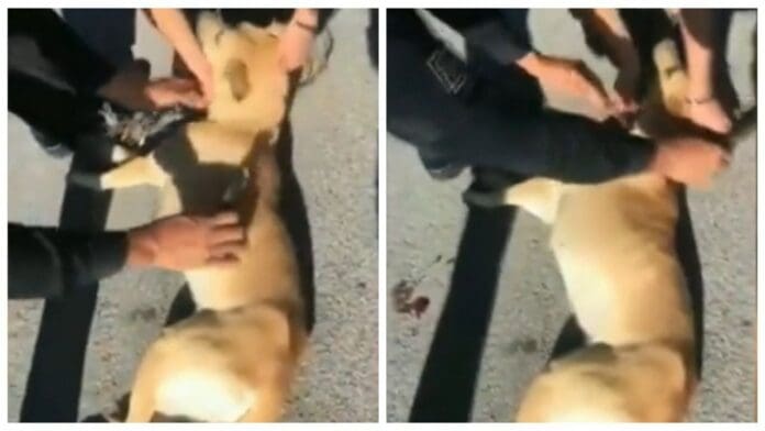 Un policía conmovió a todos al rescatar a un perrito de la crueldad de una mujer en San Luis Potosí