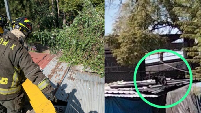 VIDEO: Captan a pantera deambulando cerca de estación de metro en CDMX