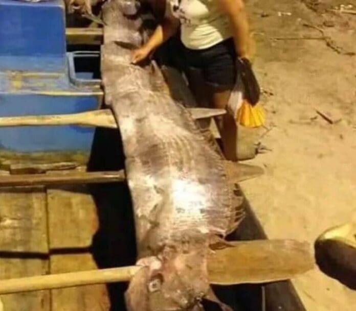 Encuentran muerto un enorme Pez Remo en una playa de Ecuador – VIDEOS