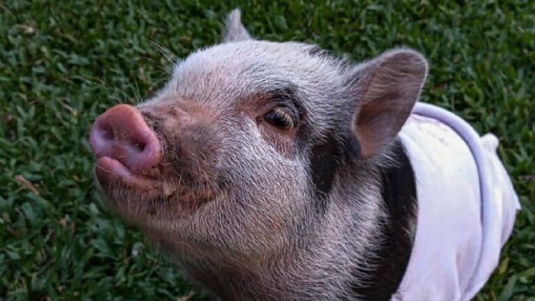 Dieron en adopción a su cerdita y los nuevos dueños se la cenaron