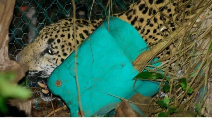 Documentan 20 ataques de jaguares a mascotas en el sur de Quintana Roo