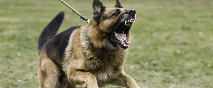 Niño de 6 años pierde la vida tras ser atacado por un perro en Zapopan