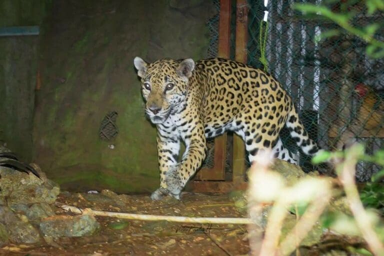 Realizan en Mahahual "casitas" especiales para que los jaguares no se coman a los perros