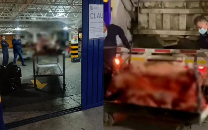 Hallan 20 borregos y comida en mal estado en La Polar