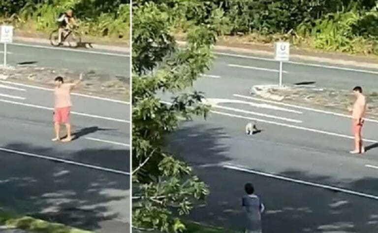 Un hombre arriesga su vida para escoltar a un koala en una concurrida autopista