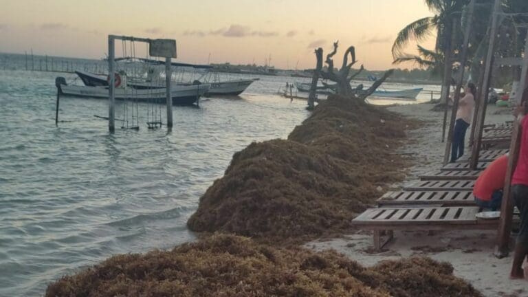 Inicia llegada de sargazo a las costas de Mahahual