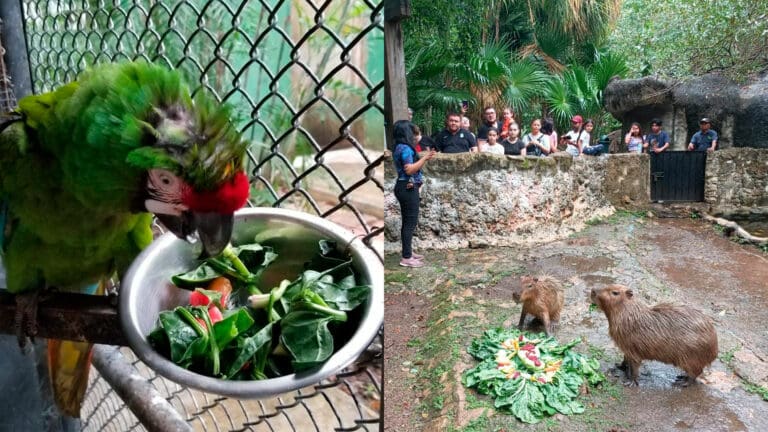 Cierra gran afluencia de visitantes programa de fin de vacaciones decembrinas en el zoológico Payo Obispo