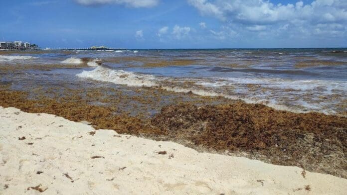 El proyecto de recolectar sargazo en altamar podría ayudar mucho ante el recale masivo del alga marina Quintana Roo, no es un tema sencillo.