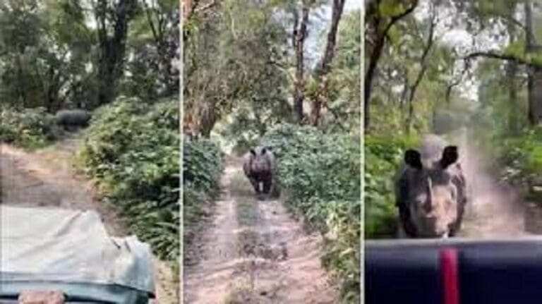 Un rinoceronte persigue a un grupo de turistas en un parque de la India