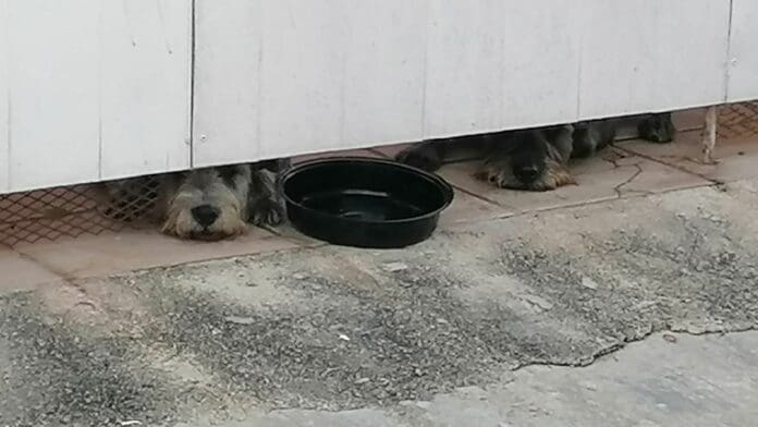 Perros de presunto asesino prófugo llevan 9 días de abandono