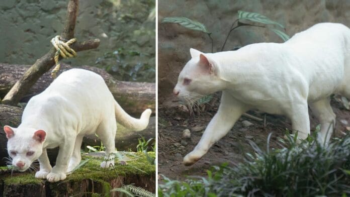 Captan la aparición de un ocelote albino en el Parque de la Conservación de Medellín