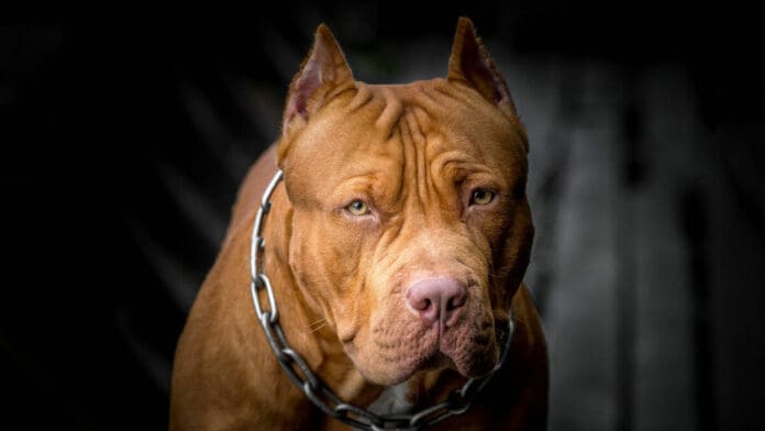 VIDEO: Pitbull ataca a pareja de abuelitos y uno fallece