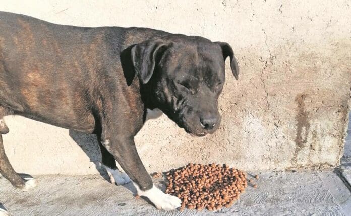 Niña de 2 años es atacada por un perro en Sinaloa; ya buscan a dueño del can