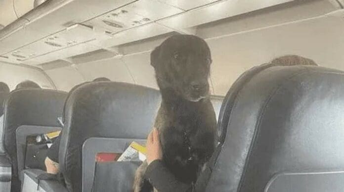 Honor a Proteo: Perros rescatistas fueron regresados de Turquía con vuelos en primera clase