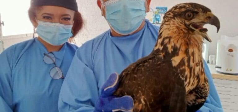 Por primera vez, reconstruyen el pico de un Águila Negra en México