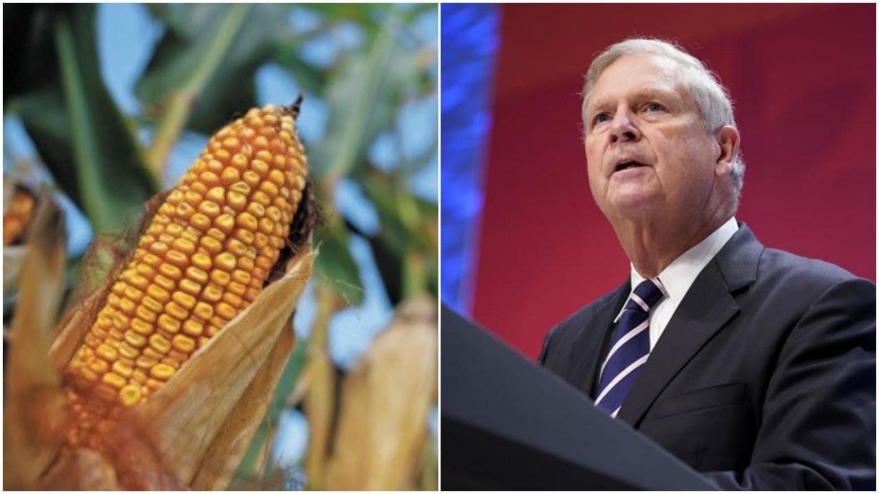 EU, decepcionado por nuevo decreto de México sobre maíz transgénico