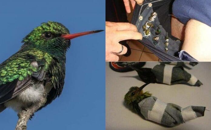Historia de terror real: La abominable práctica con colibríes que aumenta el 14 de febrero