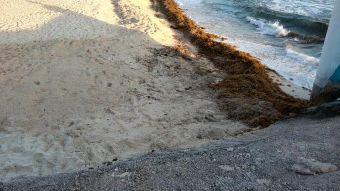 Vive ya Isla Mujeres arribos atípicos de sargazo, a un mes del arranque de la temporada