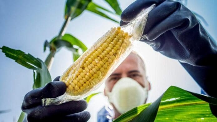 Prohíbe AMLO uso de maíz transgénico para alimentación humana