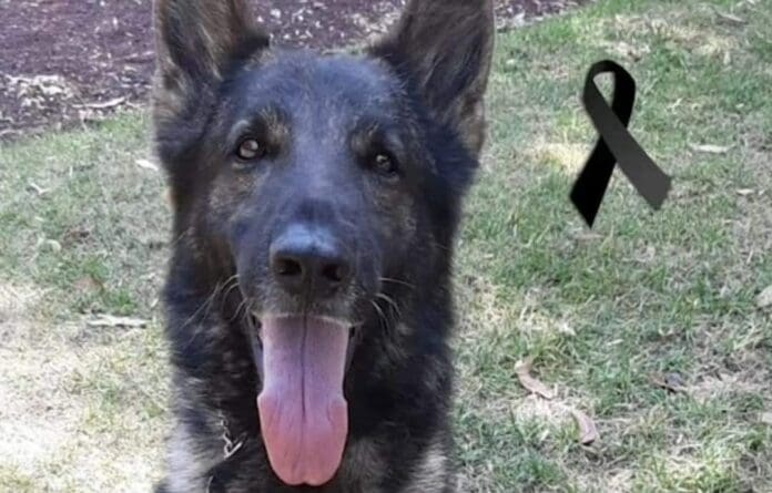 VIDEO: Crean corrido en honor a 'Proteo', el perro rescatista